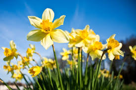 Dormant Bulb Watering Do I Water Bulbs After Flowers Are Gone Spring Flowering Bulbs Plants Daffodils