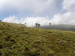 Image result for Subularia monticola