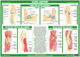 elbow joint anatomy chart medical educational human body