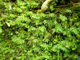 Image result for Hymenophyllum tunbridgense