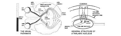 The other nucleus is the lateral geniculate nucleus (lgn). The Interaction Between The Relay Neurons R Of The Thalamic Nuclei Download Scientific Diagram