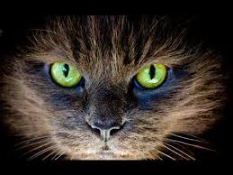 How To Paint Realistic Cats Eyes Cat Painting Cat Art Painting Eye Drawing
