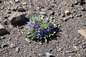 Image result for Aptosimum marlothii