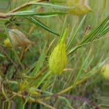Image result for Gomphocarpus fruticosus