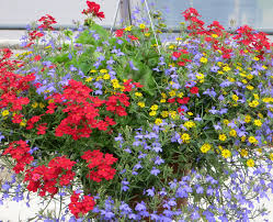Fast shipping · shop best sellers · shop our huge selection 5 Must Have Hanging Basket Annuals