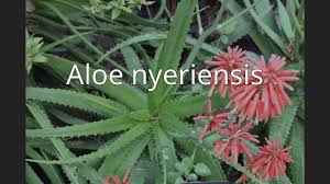 Image result for Aloe inyangensis