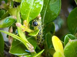 Image result for caterpillar box tree moth inside buxus plant