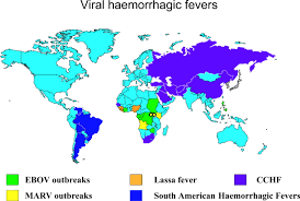 La enfermedad por virus de marburgo (evm), antes denominada fiebre hemorrágica de marburgo, es una enfermedad grave, a menudo mortal. Conoce El Virus De Marburgo Medicoatualcance
