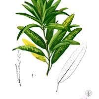 Image result for Behnia reticulata