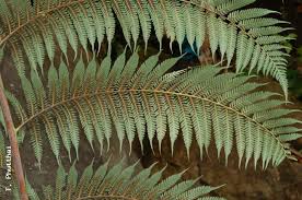 Image result for Cyathea cf. humilis