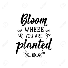 Over the past seventeen years, ms. Bloom Where You Are Planted Lettering Can Be Used For Prints Royalty Free Cliparts Vectors And Stock Illustration Image 148483966