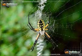 Yellow garden spiders are beneficial predators. Black And Yellow Garden Spider Argiope Aurantia