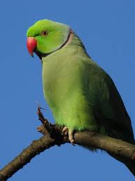 Alexandrine Parakeet - Wikipedia