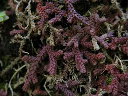 Image result for Selaginella cathedrifolia