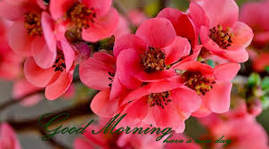 The misleading message says that sending any good morning message can lead to theft of data from the phone. 10 Best Good Morning Images Good Morning Whatsapp Images Aviance Technologies