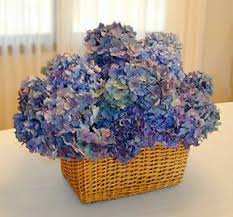 These pretty hydrangeas bloom in the summer. Why Are My Hydrangeas Turning Green Plant Addicts