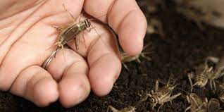 Our trained technicians at select pest control llc are dedicated to the swift. Here S How To Take Control Of Your Cricket Problem