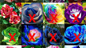 Your flowers and roses are shipped absolutely fresh, direct from the greenhouses to you via fedex. Don T Be Fooled By These Ridiculous Online Seed Scams Sunset Sunset Magazine