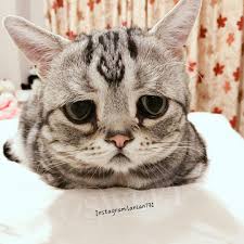 Enjoy and share your favorite beautiful hd wallpapers and background images. 9gag Cute Meet Luhu The Saddest Cat In The World By Facebook