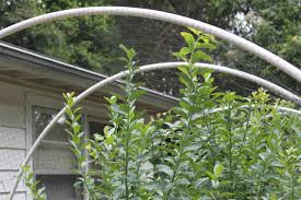 Bird Netting For Blueberries Easy Blueberry Bush Bird Protection Blueberry Bushes Garden Structures Survival Gardening