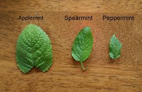 All you need to do is confine this spreading perennial herb to a container or confined i have spearmint growing in my garden and i would like to add summer and winter savory. Three Types Of Mint Home Garden Joy