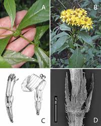 Image result for Platylepis glandulosa