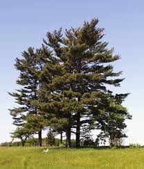 Image result for Pinus