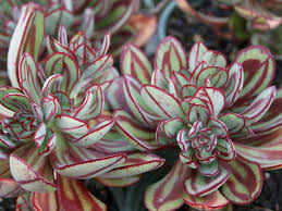 Echeveria Nodulosa Painted Echeveria World Of Succulents Echeveria Succulents Planting Succulents