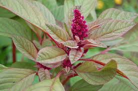 Image result for Amaranthus