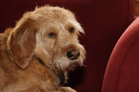 Check spelling or type a new query. Basset Fauve De Bretagne Hunde Rassen Information Omlet
