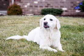 English Cream Golden Retrievers ...