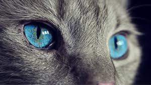 On dust bunnies, on slippers, on all the toys my children have left strewn about the house. Why Do Cats Eyes Glow In The Dark