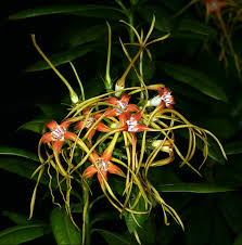 Image result for Strophanthus speciosus