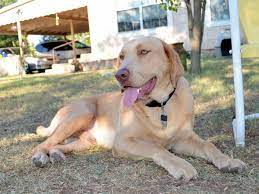 What is a champagne labrador. Walker Dlime Ranch Silver Labs
