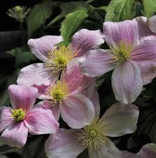 Maybe you would like to learn more about one of these? Montana Mayleen Clematis Plants For Sale Free Shipping