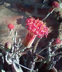 Image result for Kleinia