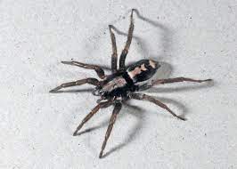 Check spelling or type a new query. House Spiders Of Ohio Seen These Lately Cleveland Com