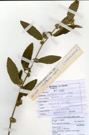 Image result for Waltheria