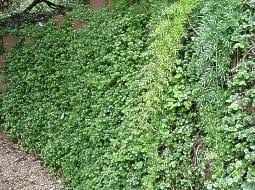 Image result for Plectranthus verticillatus