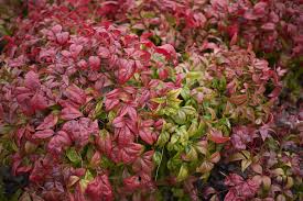Nandina Domestica Planter Entretenir Et Tailler Le Bambou Sacre Lynn greyling a publié cette image bambou sacré et asperges sous licence de domaine public. nandina domestica planter entretenir