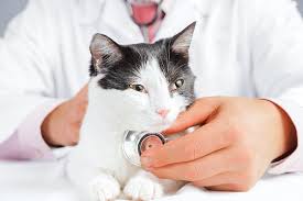 If you get diabetes, your doctor and health care team will work with you to create an eating plan and a routine of treatment for acute or chronic pancreatitis may include a hospital stay to treat dehydration and prescribe pain medicine, antibiotics, and nutrition. Exocrine Pancreatic Insufficiency In Cats Symptoms Causes Diagnosis Treatment Recovery Management Cost