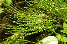 Image result for Psilotum nudum