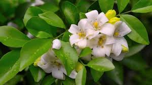 We did not find results for: Murraya Hedges A Complete And Easy Guide Experienced Lawn Care Professionals