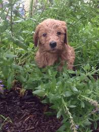 The current median price for all double doodles sold is $1,675.00. Double Doodle Forsale Illinois