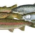 Trout and salmon | Fishes of Wisconsin | Wisconsin DNR