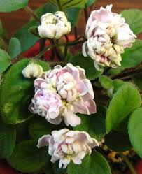 African violets are typically easy to grow, however that does not mean that your plant will not my african violet leaves are starting to turn yellow. Pink Mint Semi Miniature Trailer African Violet Plant Flowers Baby Violets African Violets