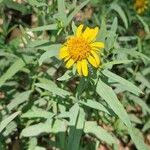 Image result for Pascalia glauca