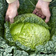 Image result for hlávková kapusta