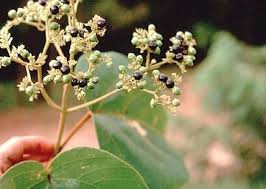 Image result for Premna