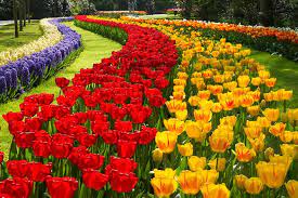 Every spring, keukenhof gardens near near lisse, holland come to life with songbirds and 7,000,000 flowers. Keukenhof 2021 Private Floral Tour 20 Marz 9 Mai 2021 Amsterdam 2021